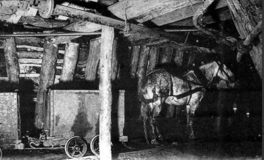 علاقة الخيول بمناجم الفحم ( قصة غريبة ومؤلمة )